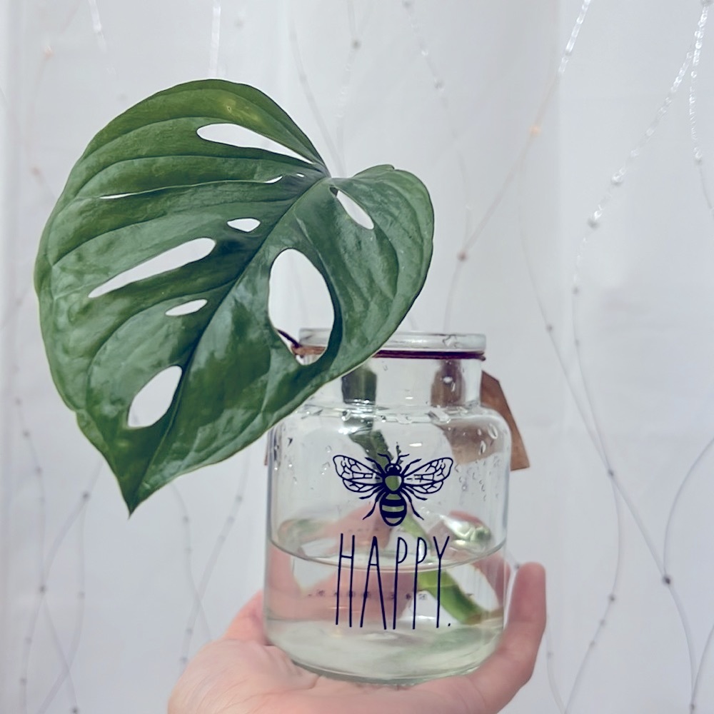 🪴Propagated rooted trimmings - Monstera Adansonii, Swiss cheese plant - Picture 8 of 10